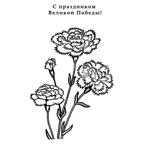 Раскраска «Гвоздики к 9 мая»