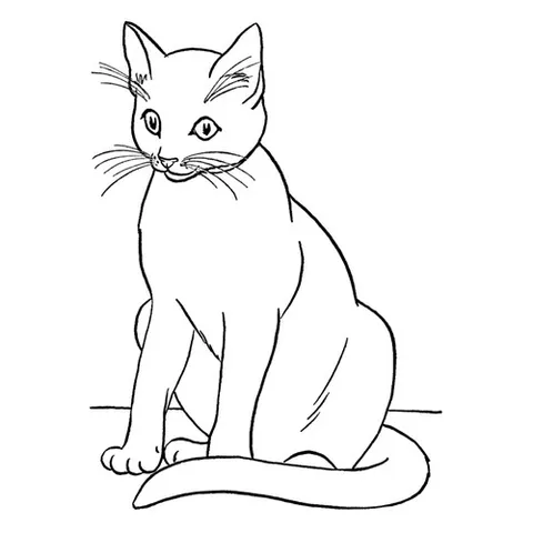 Раскраска «Сиамский кот»