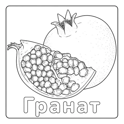 Раскраска «Гранат»