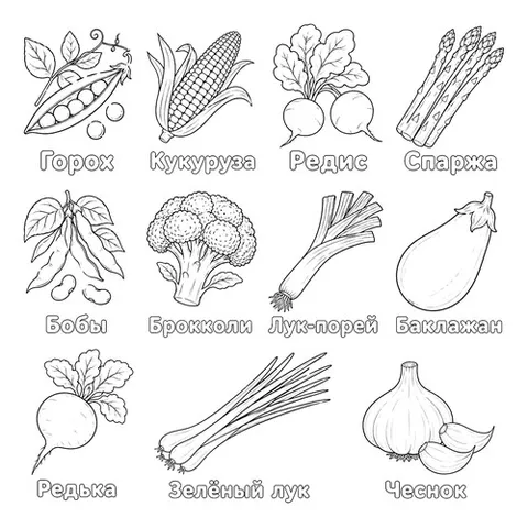 Раскраска «Большая коллекция овощей»