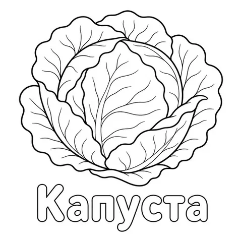 Раскраска «Капуста»
