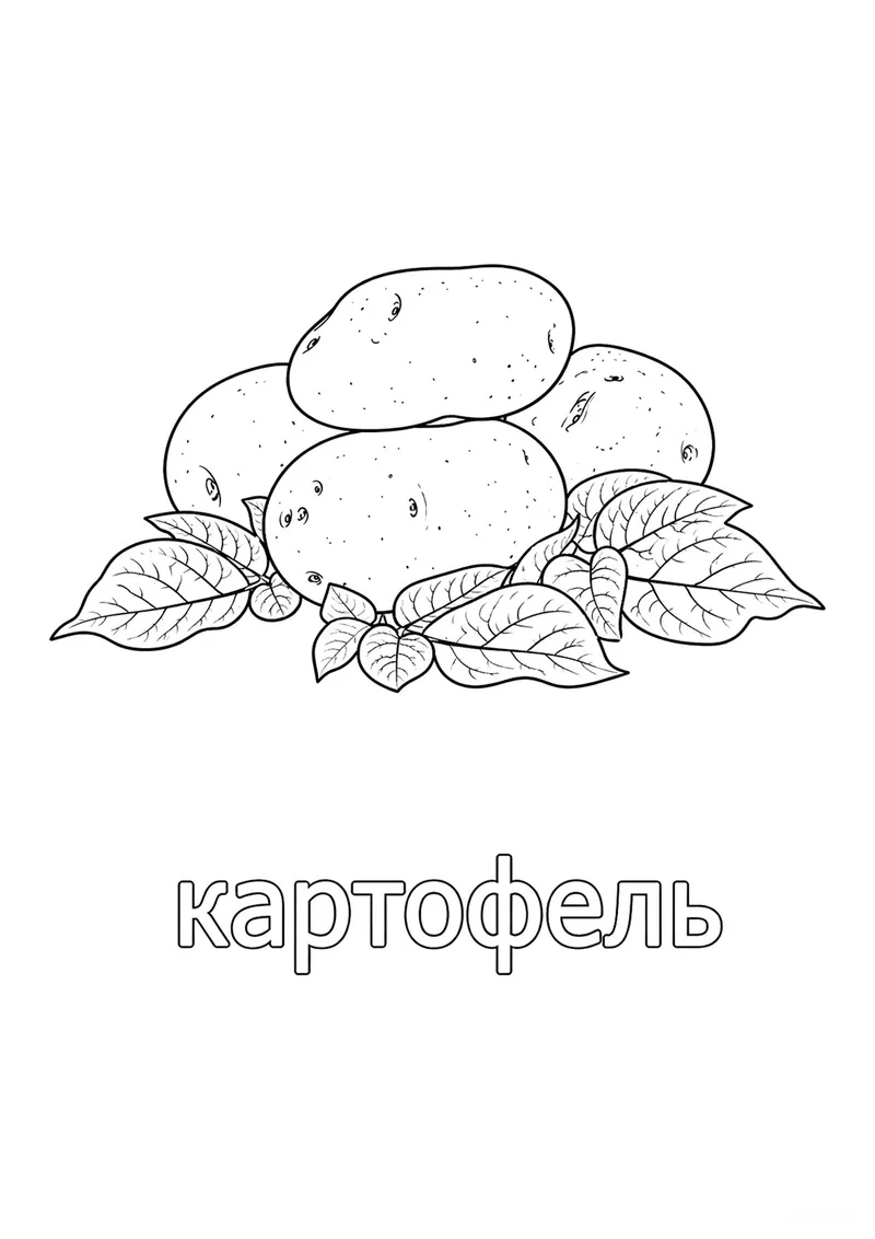 Раскраска «Картошка» — чёрно-белый контурный рисунок для печати