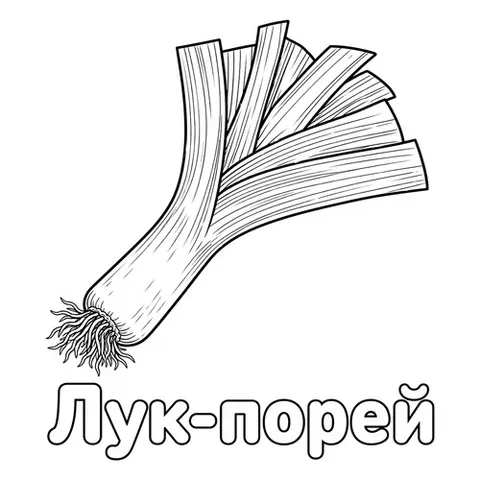 Раскраска «Лук-порей»