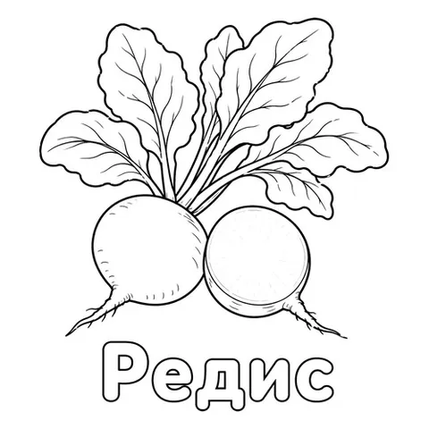 Раскраска «Редис»