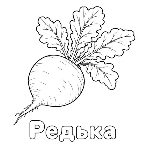Раскраска «Редька»