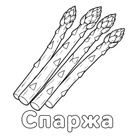 Раскраска «Спаржа»