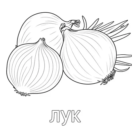 Раскраска «Три луковицы»