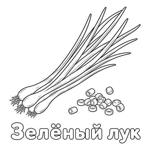Раскраска «Зелёный лук»