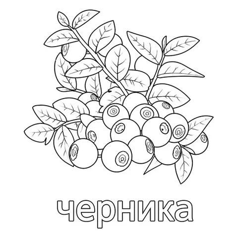 Раскраска «Ягода черника»