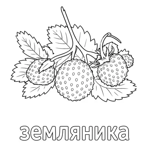 Раскраска «Ягода земляника»