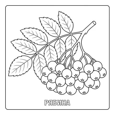 Раскраска «Ягоды Рябина»